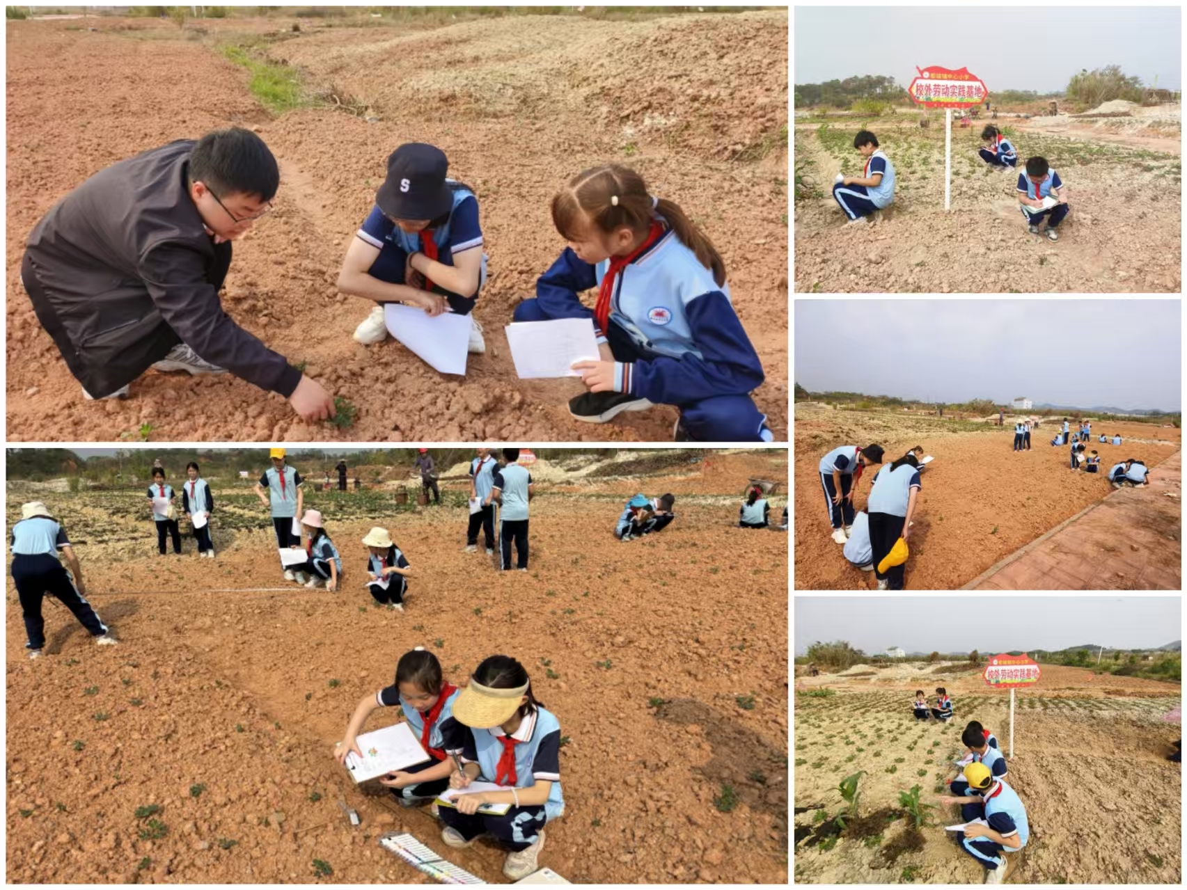 田間課堂育新苗 勞動實踐促成長——都城鎮(zhèn)中心小學開展“農(nóng)作物生長探秘”勞動實踐項目式學習活動1.jpg