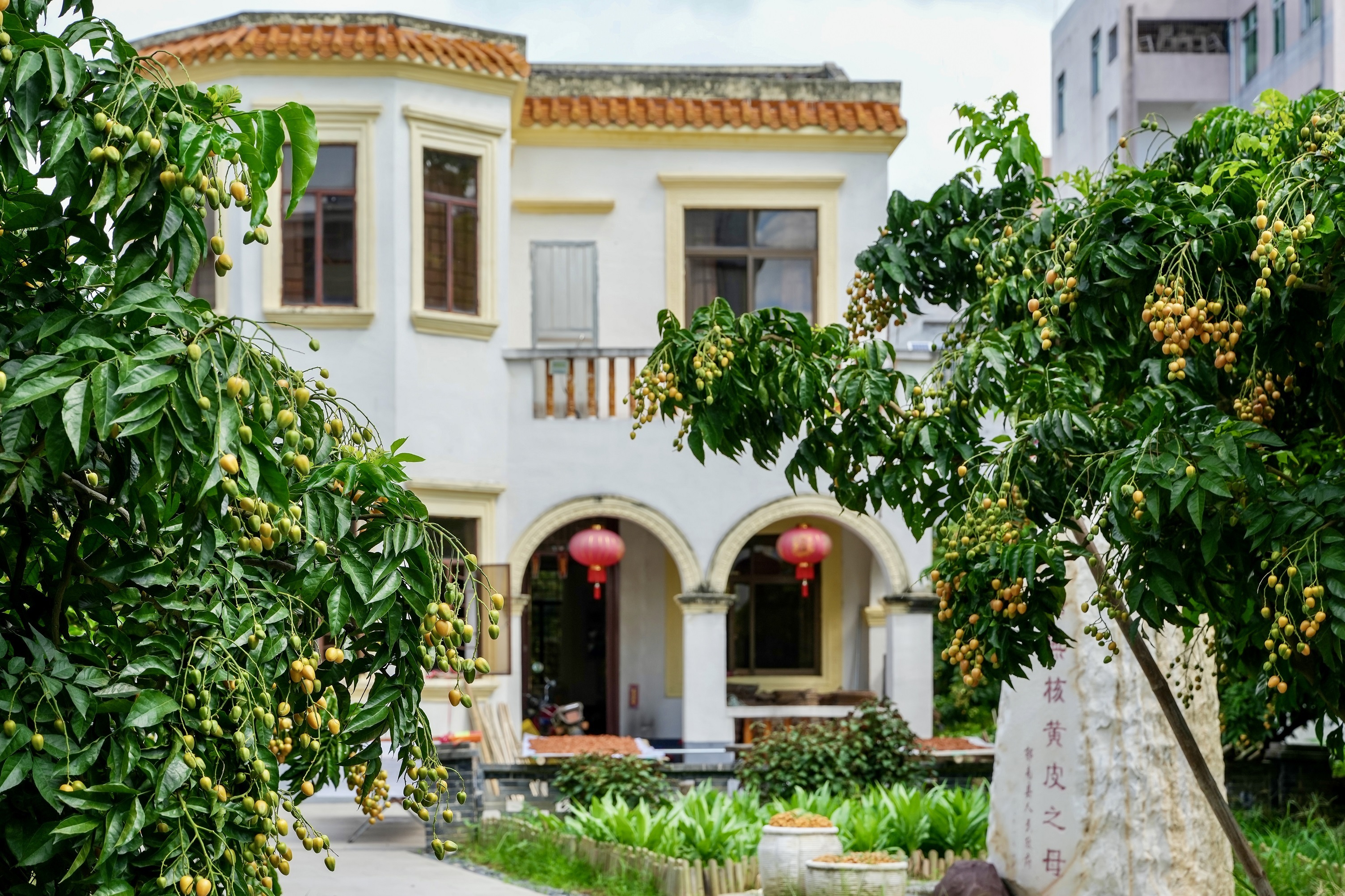 干園無(wú)核黃皮母樹。攝影：何鑒清 (2).jpg