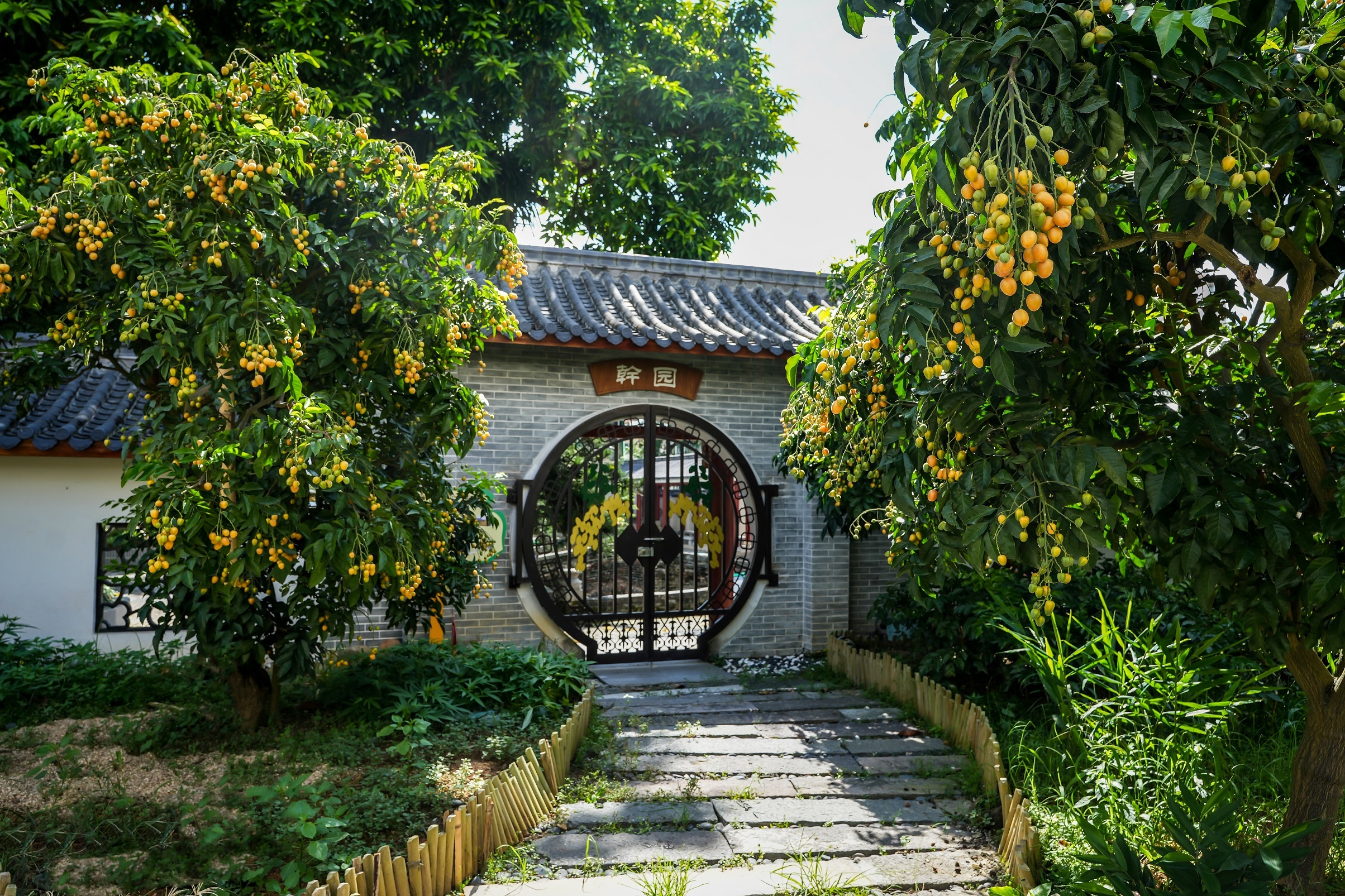 干園無(wú)核黃皮母樹。攝影：何鑒清 (3).jpg